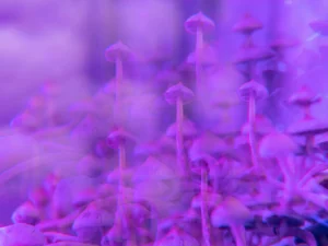 buy psychedelics online in Floyd VA