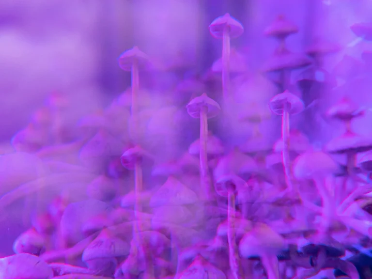 buy psychedelics online in Floyd VA