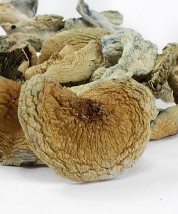 blue meanies mushroom