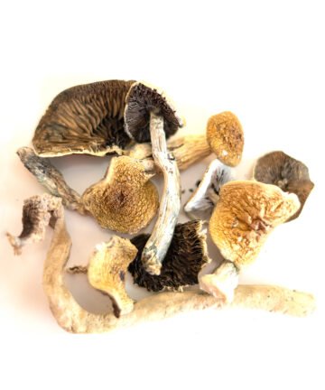 Golden teacher mushrooms for sale