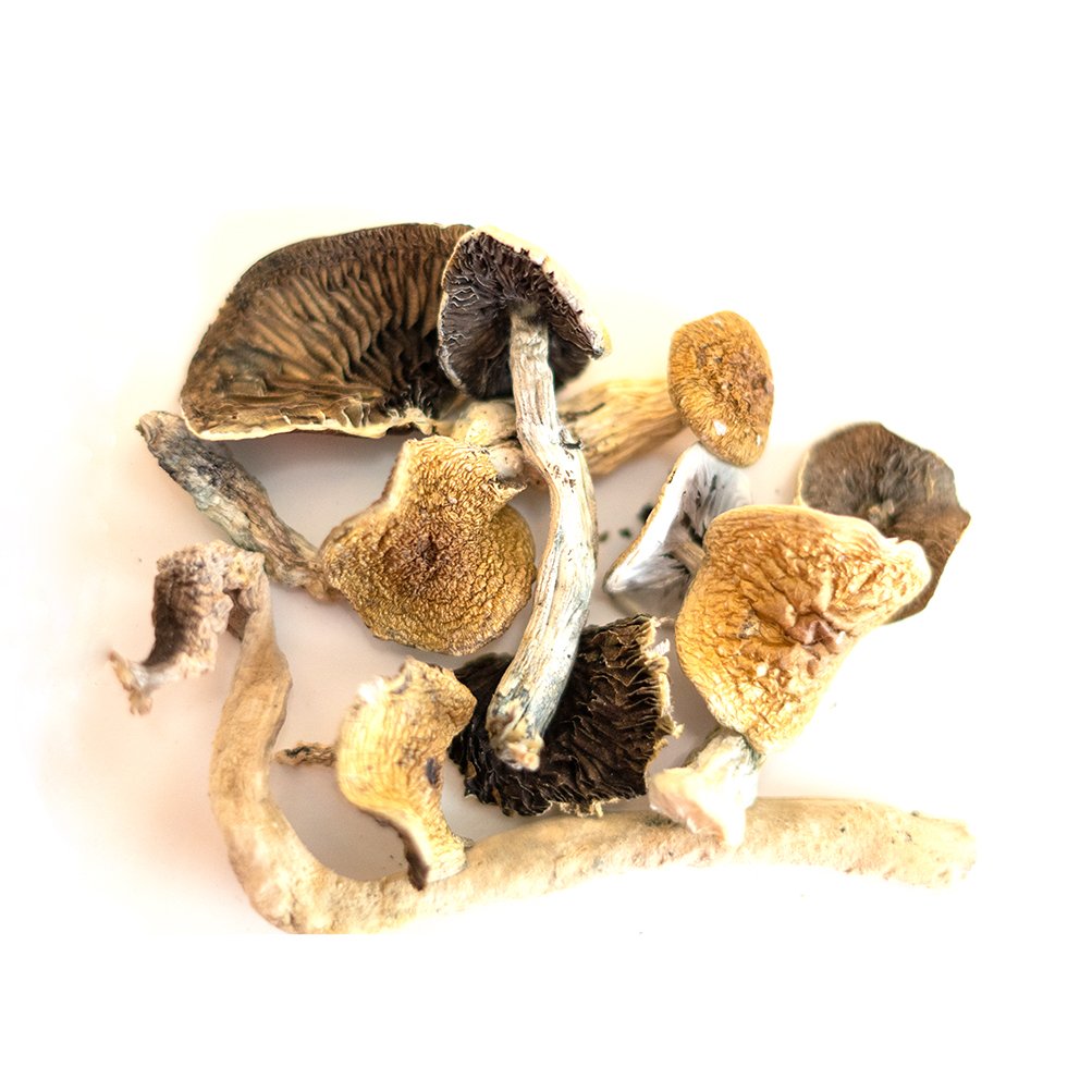 Golden teacher mushrooms for sale