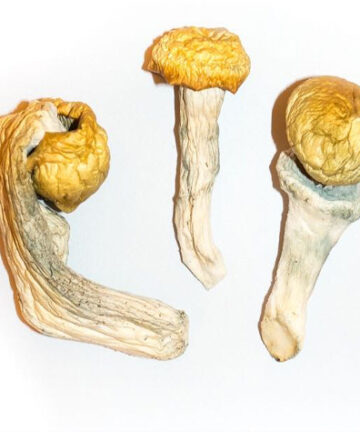 Albino Penis Envy Magic Mushrooms buy online near me shrooms