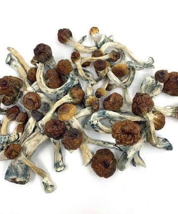 albino penis envy mushrooms